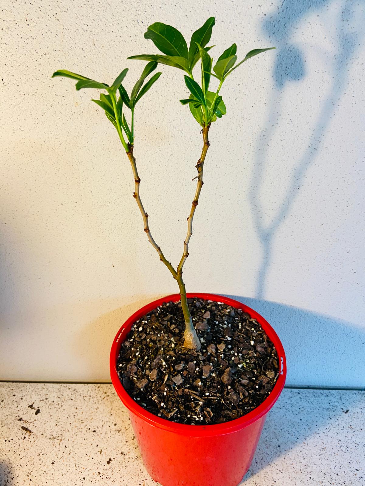 Baobab Adasonia Gregorii (Boab) #65