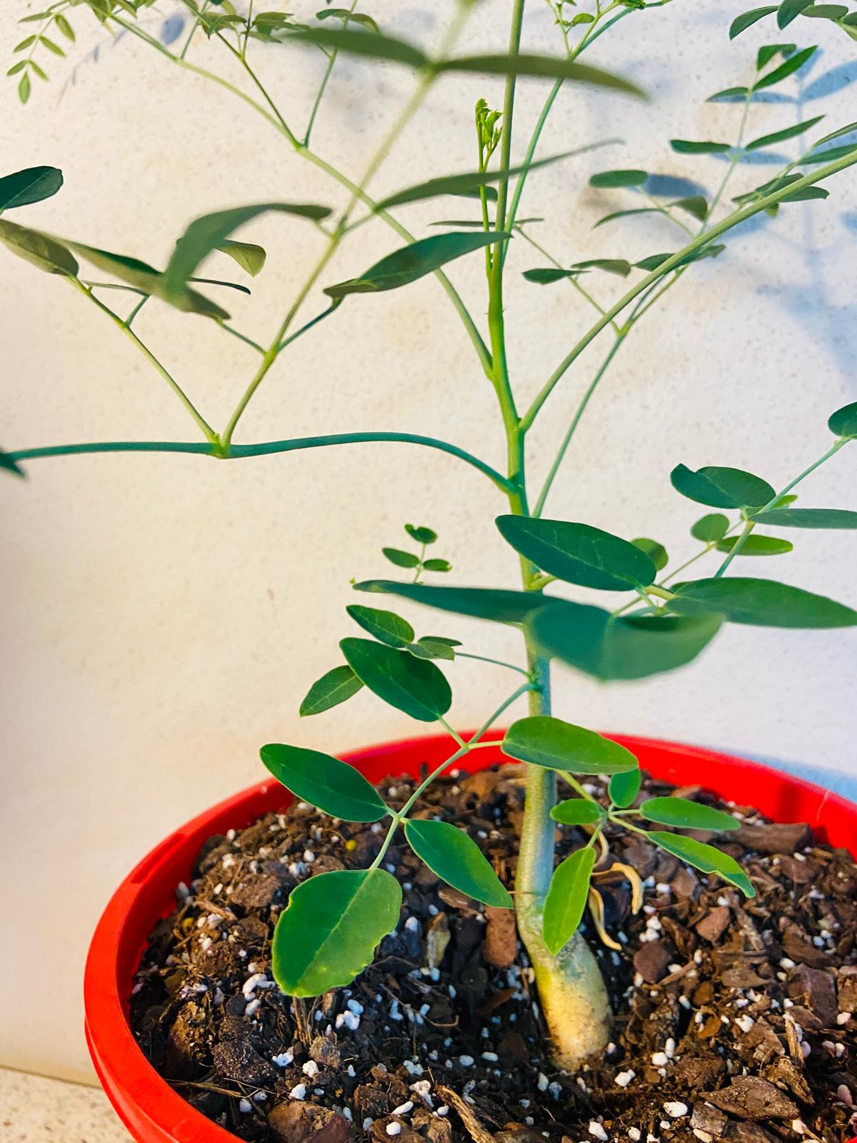 Moringa Drouhardii - Madagascan Bottle Tree