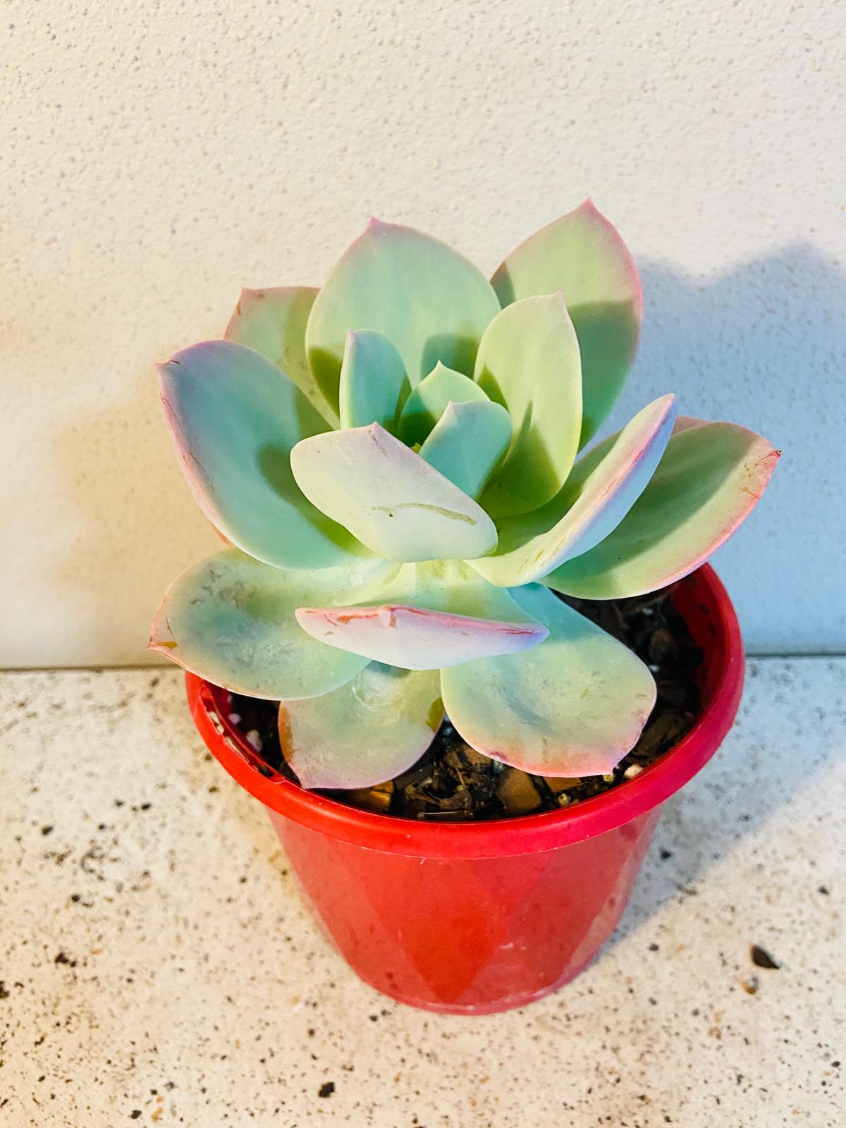 Echeveria Carnicolour