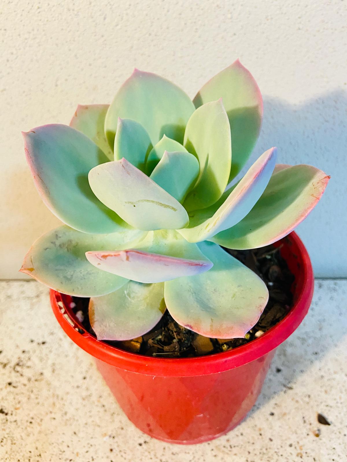Echeveria Carnicolour