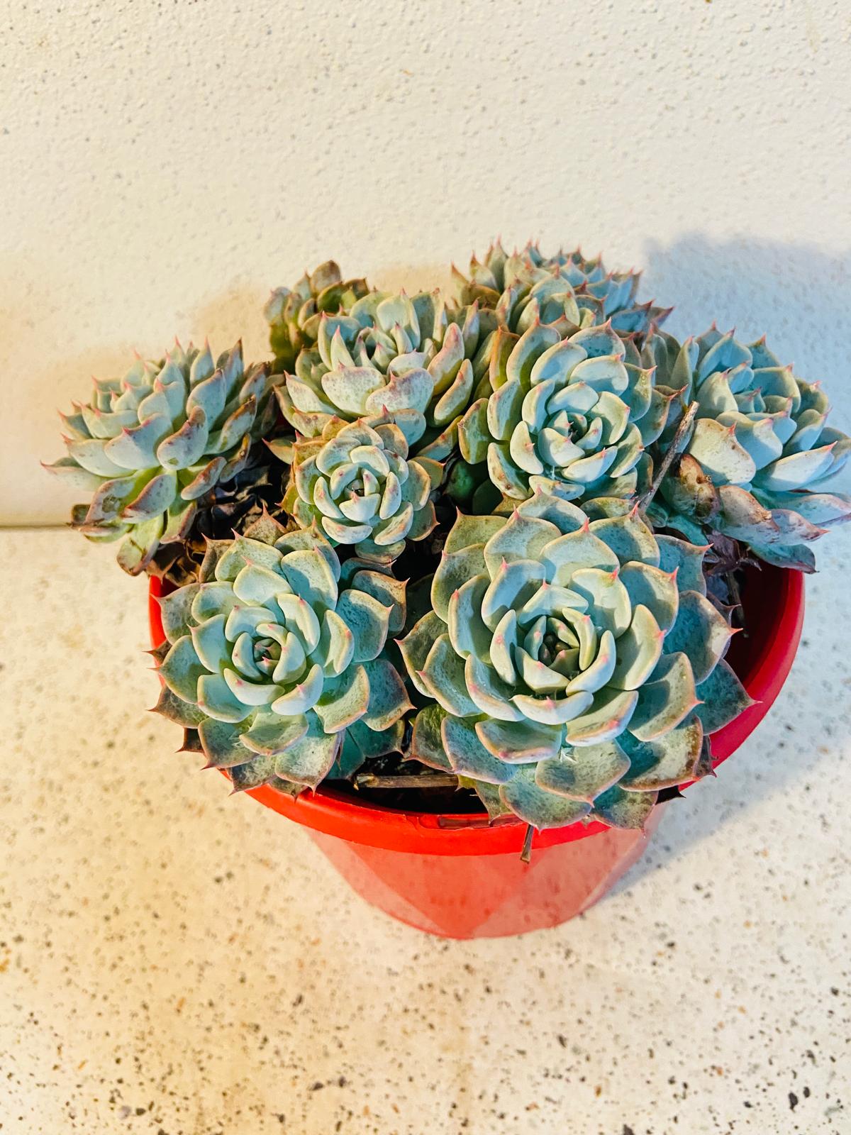 Echeveria Minima X Subsessilis