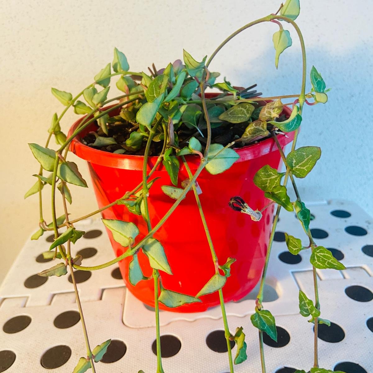 ace succulents Ceropegia Ace of Spades – Succulents World