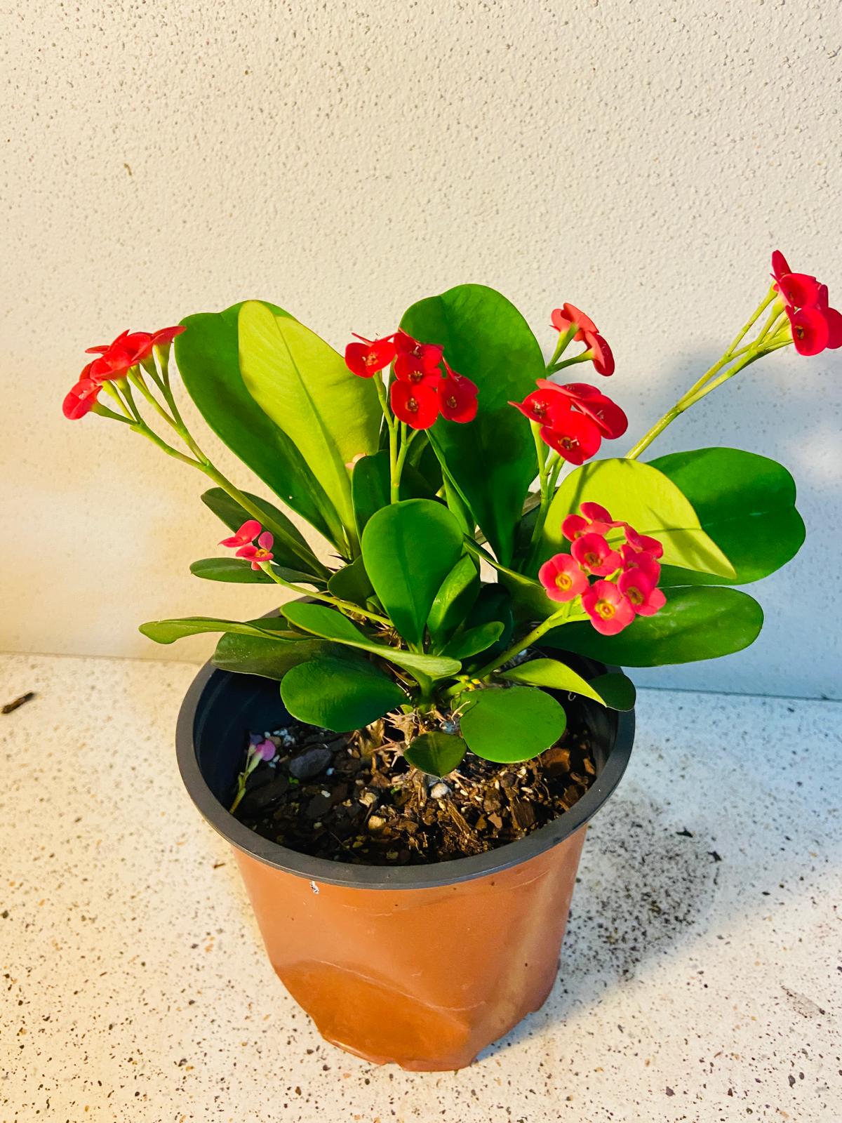 Euphorbia Milli 3 in One #1002