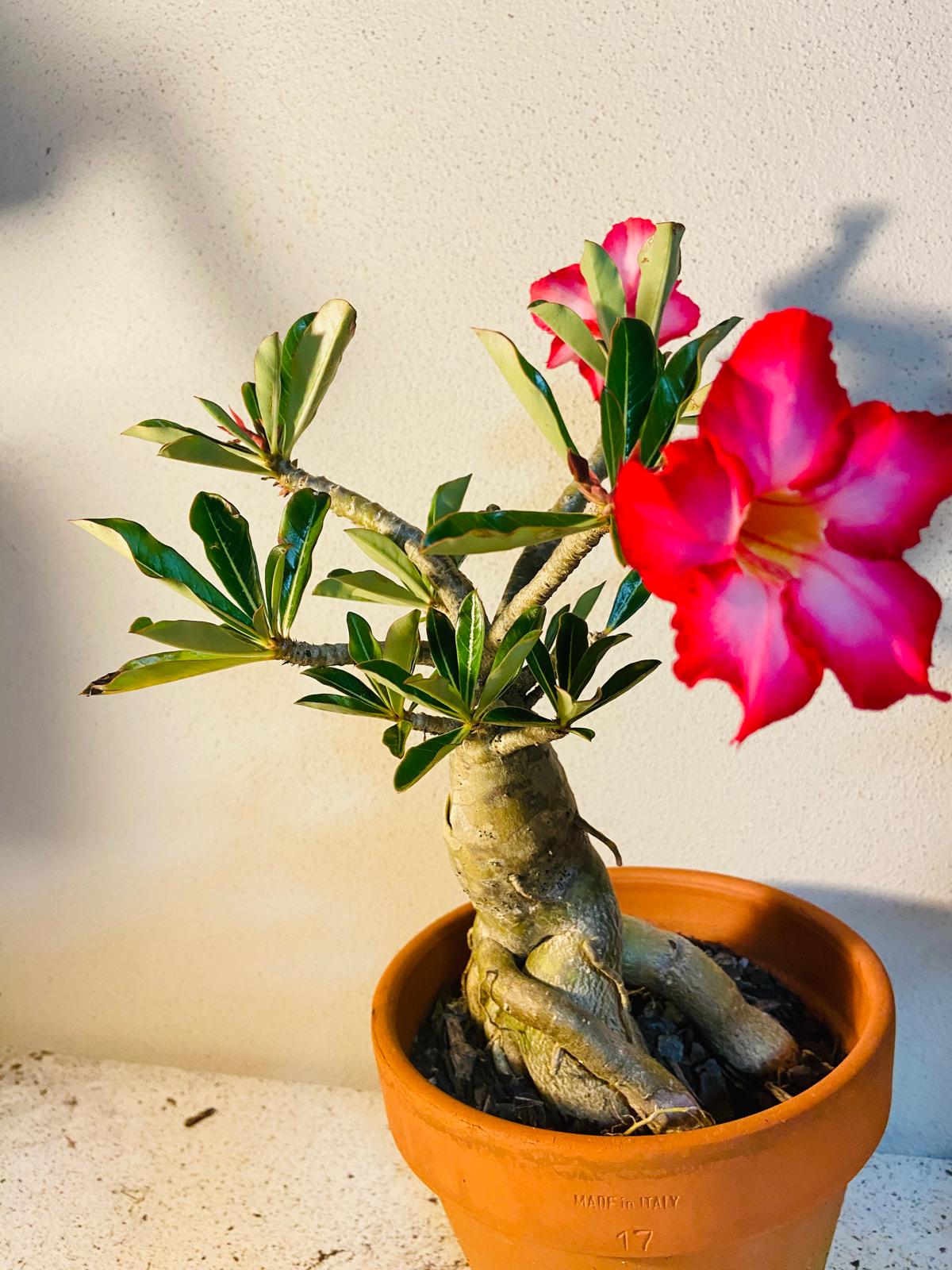 Desert Rose Adenium Obesum # 508