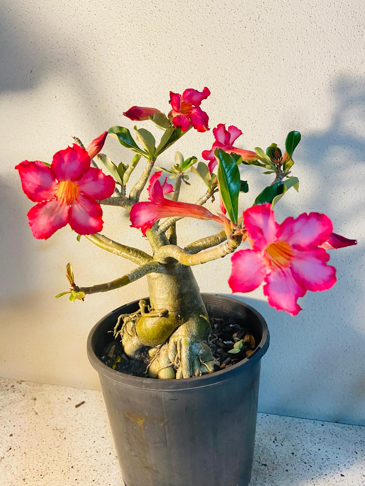 Desert Rose Adenium Obesum # 511