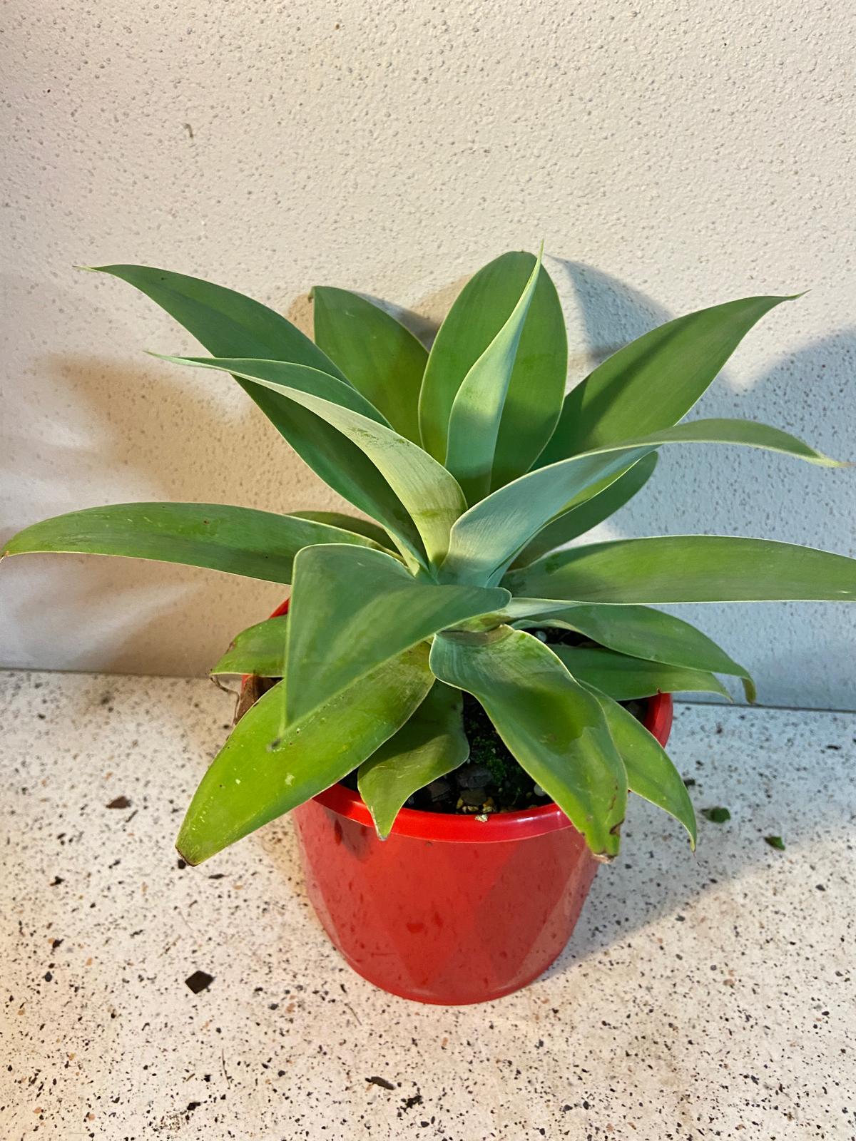 Agave Attenuata