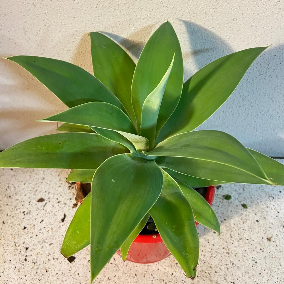 Agave Attenuata