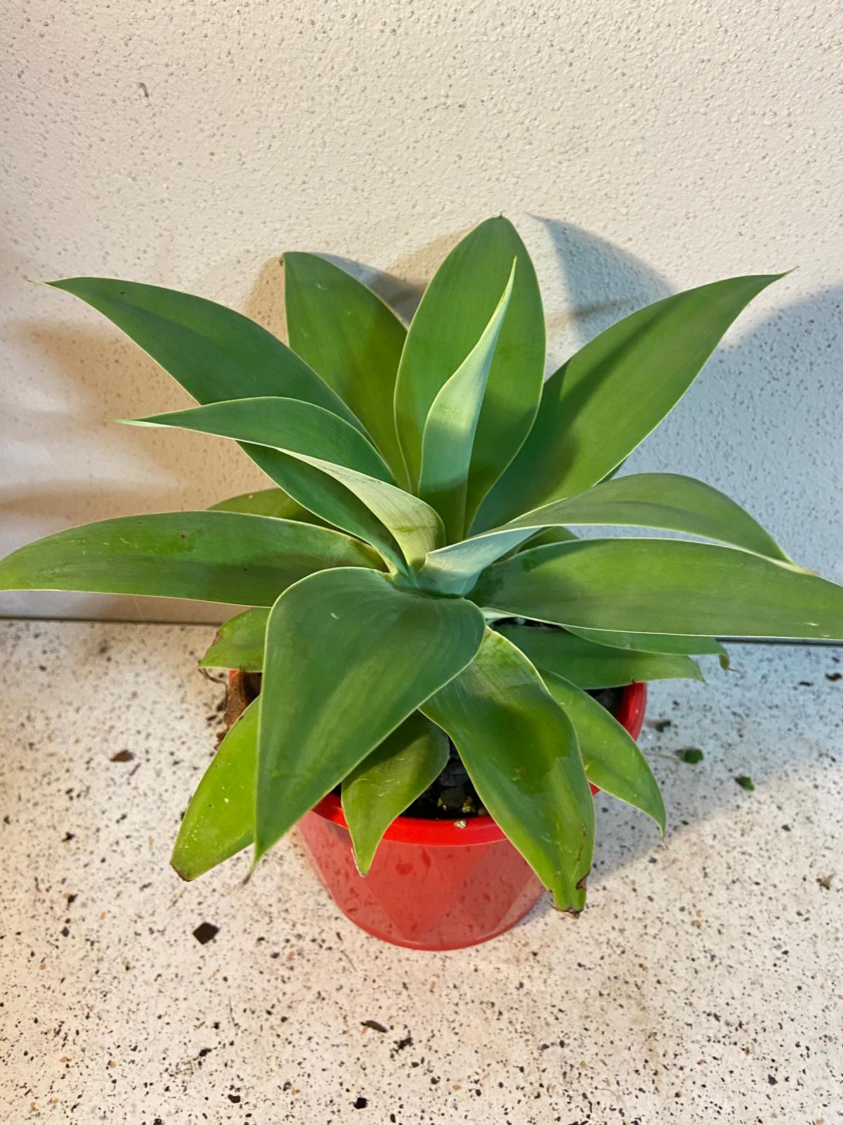 Agave Attenuata