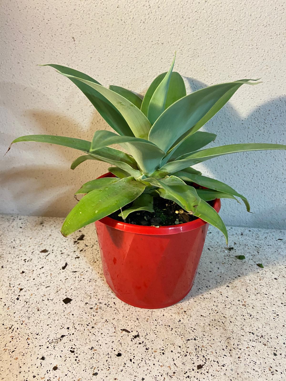 Agave Attenuata