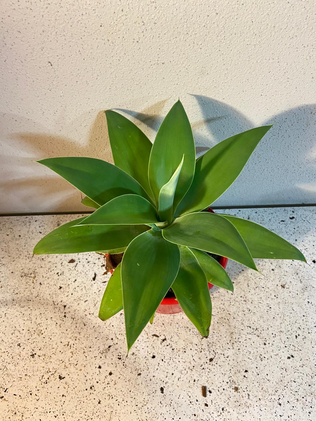Agave Attenuata