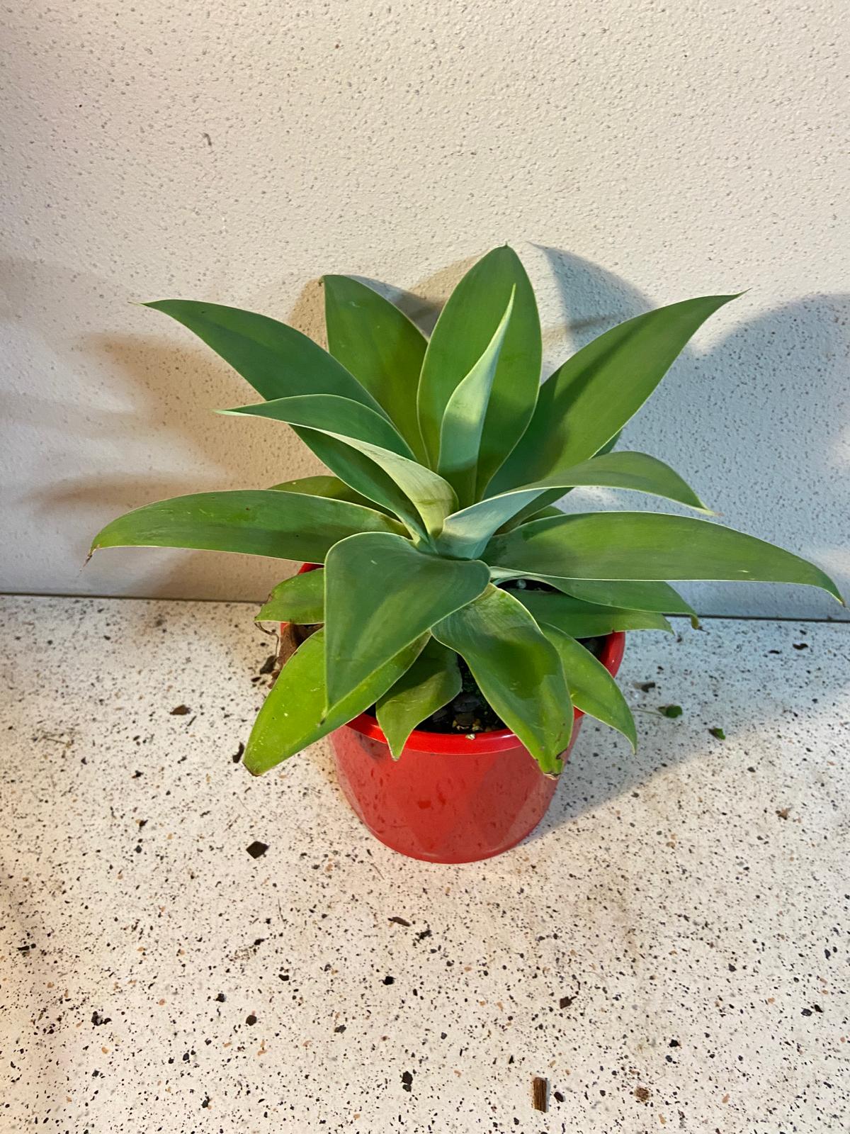 Agave Attenuata