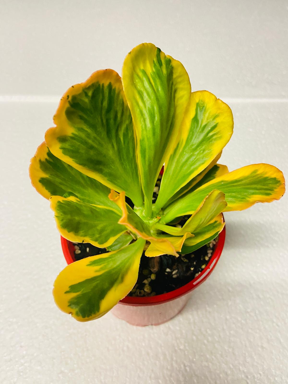 Euphorbia Poissonii Variegated