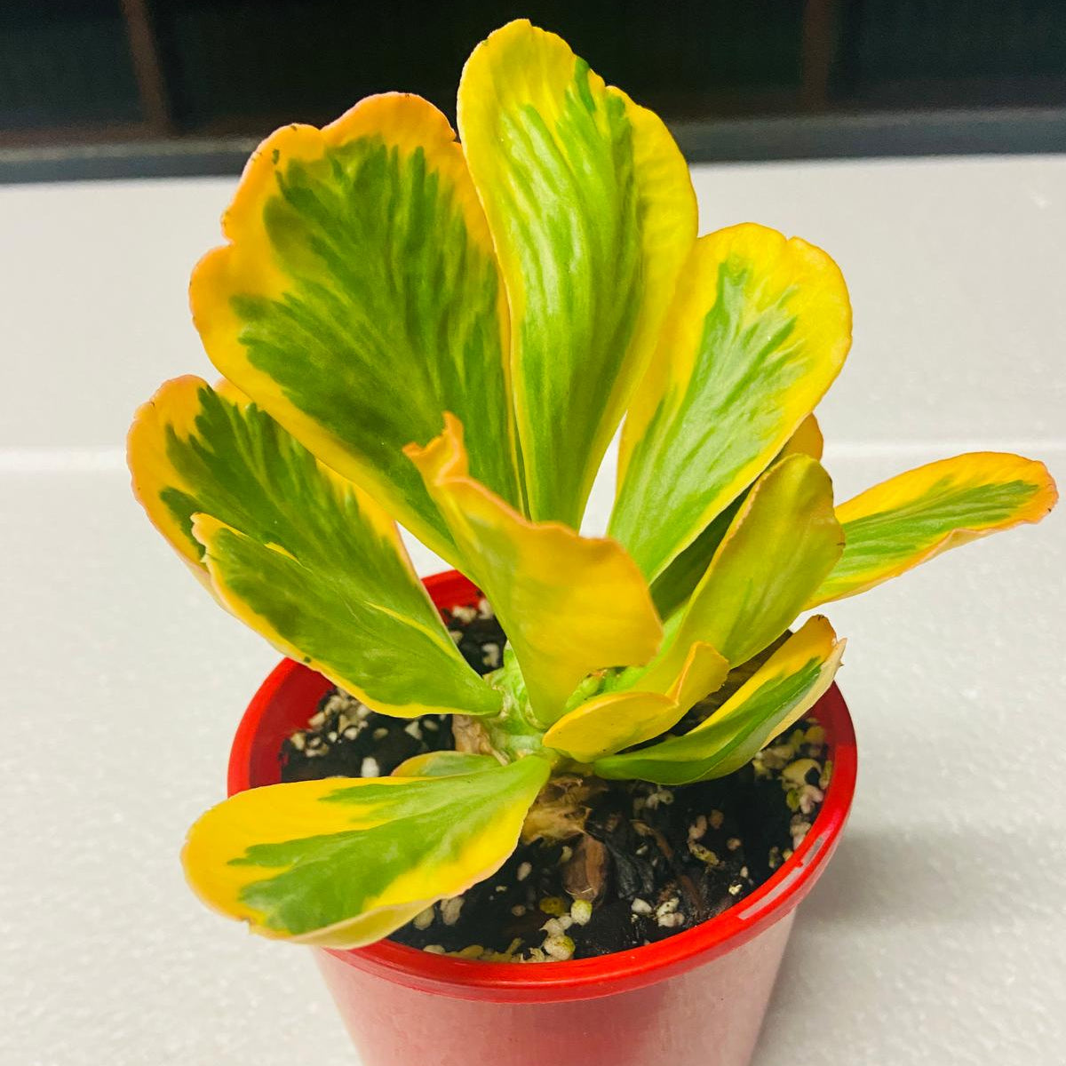 Euphorbia Poissonii Variegated