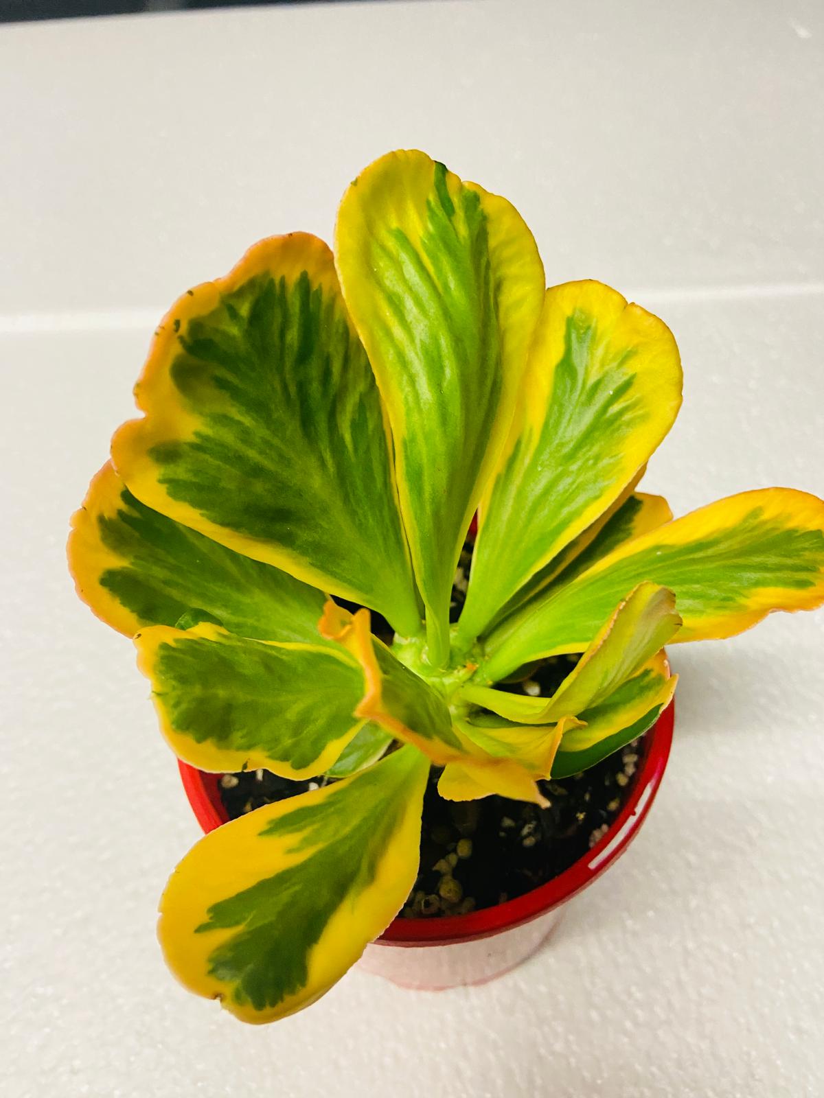 Euphorbia Poissonii Variegated