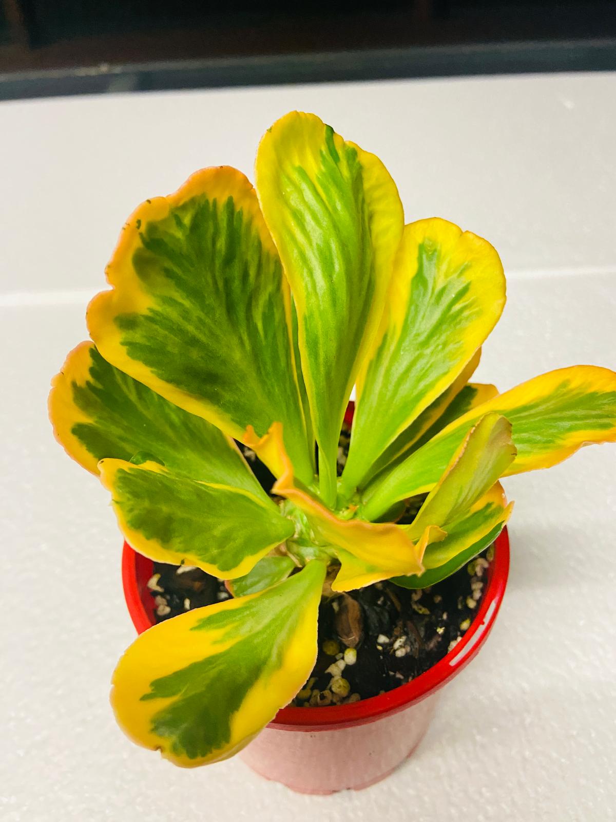 Euphorbia Poissonii Variegated