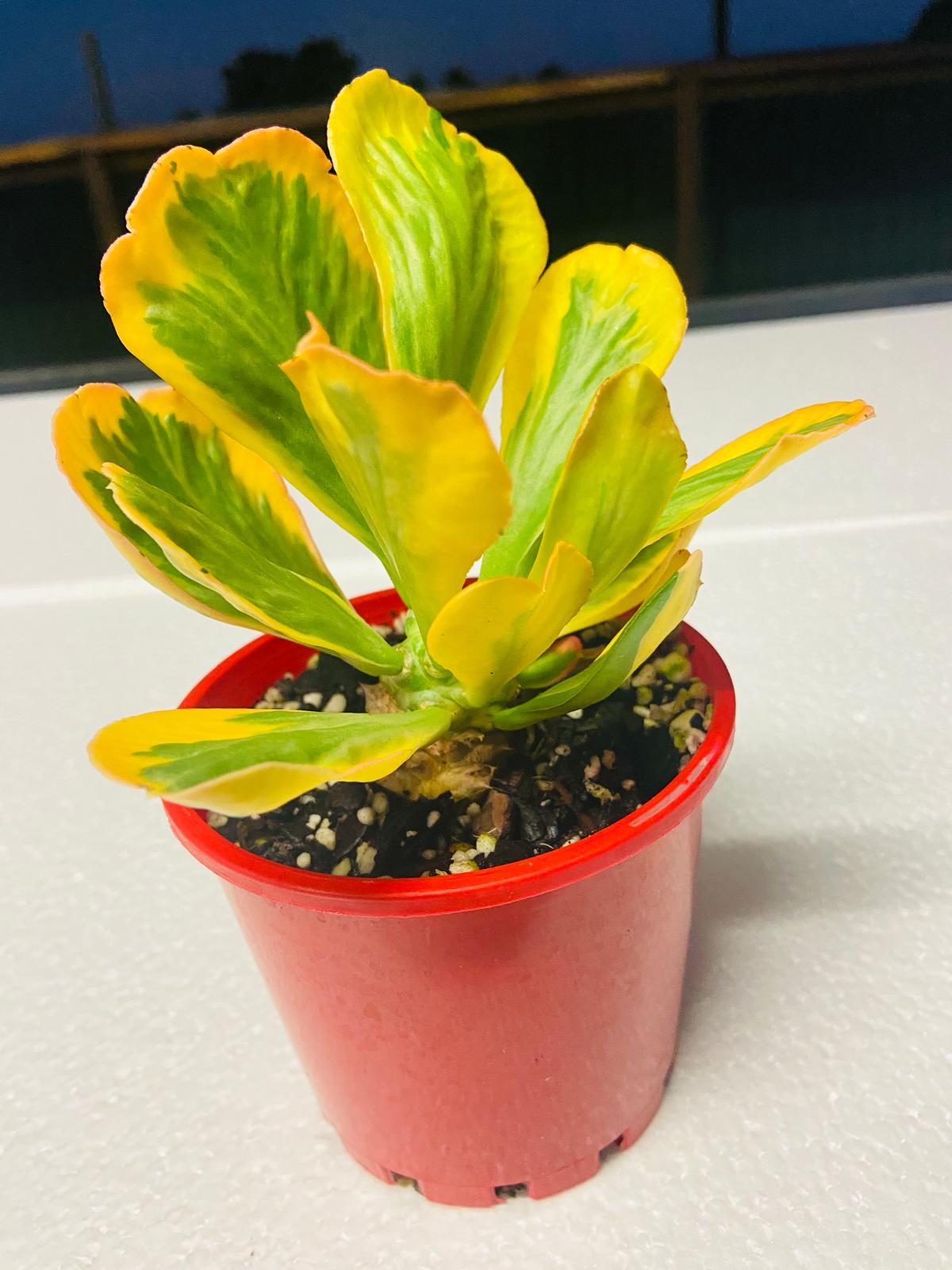 Euphorbia Poissonii Variegated