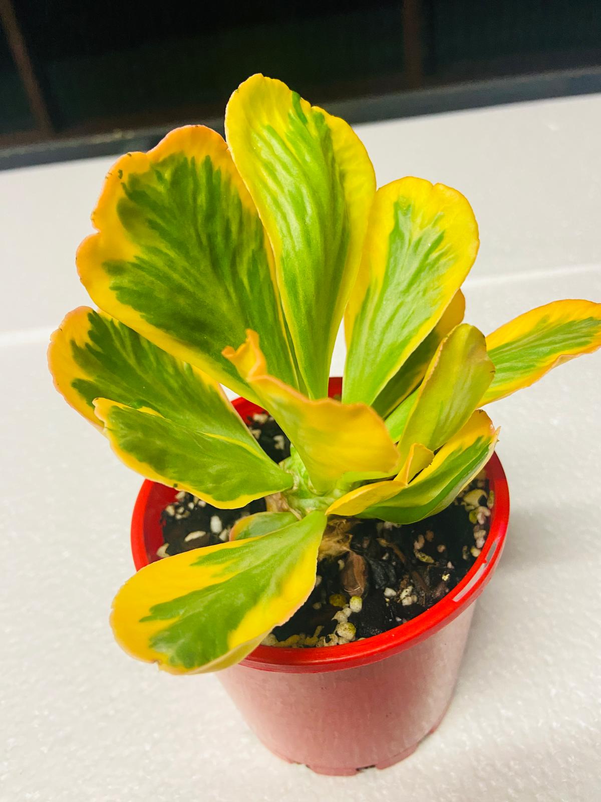 Euphorbia Poissonii Variegated