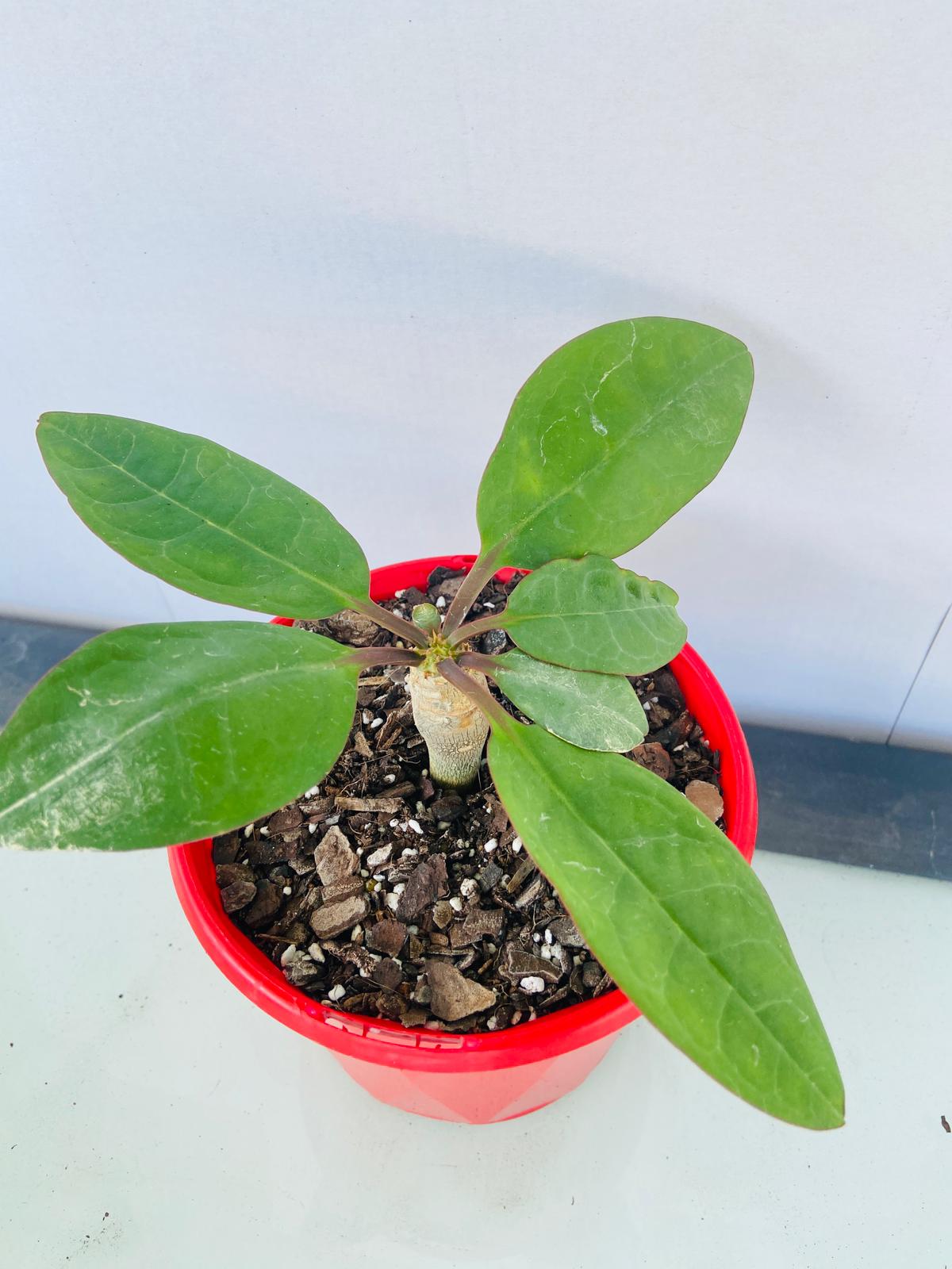 Euphorbia Ankarensis