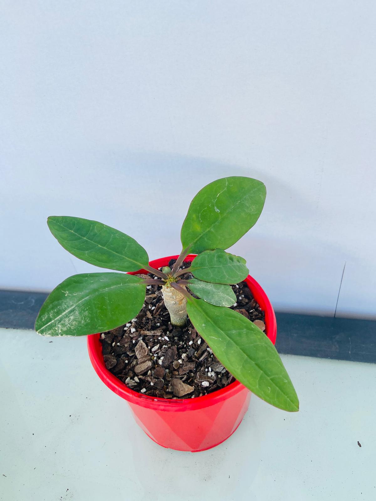Euphorbia Ankarensis