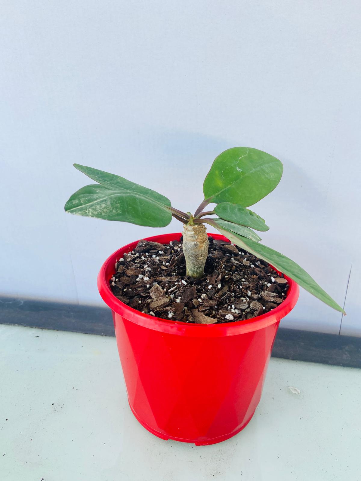 Euphorbia Ankarensis
