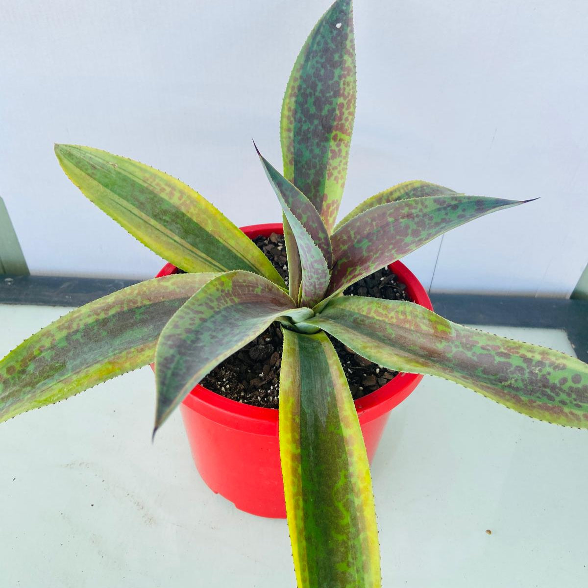 cosmic succulents Agave 'Cosmic Blast' – Rare Variegated Agave