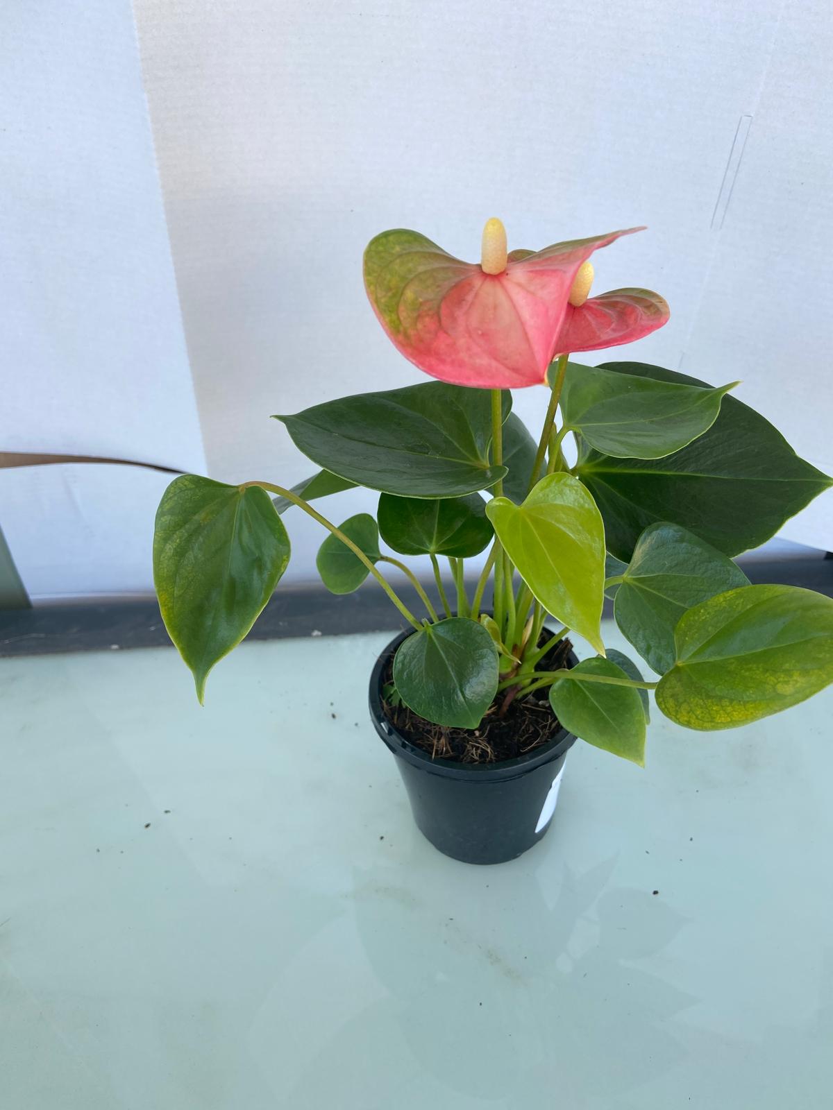Anthurium Emma 100mm pot size plant- with pot