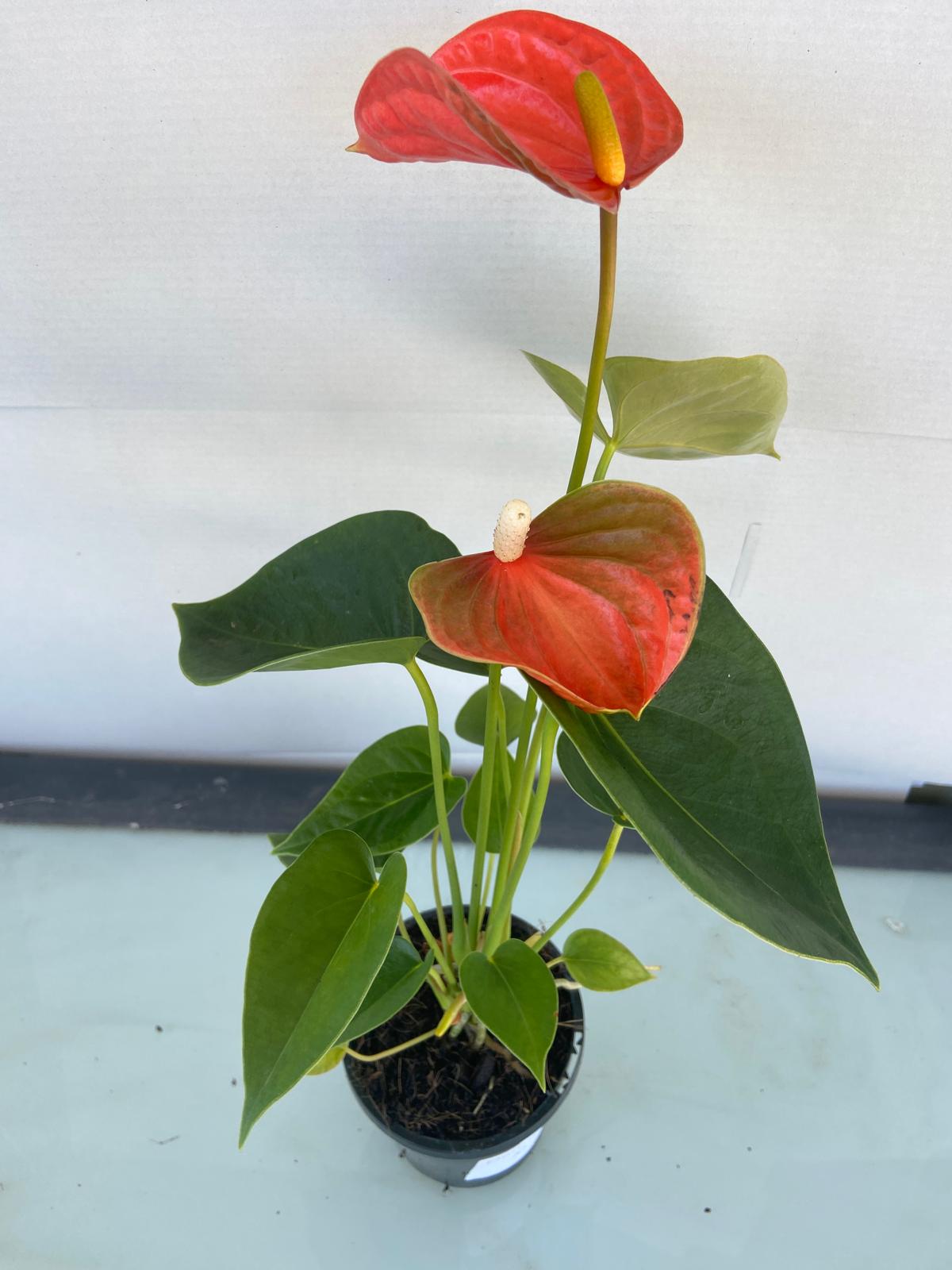 Anthurium Princess Amalia Orange 190mm