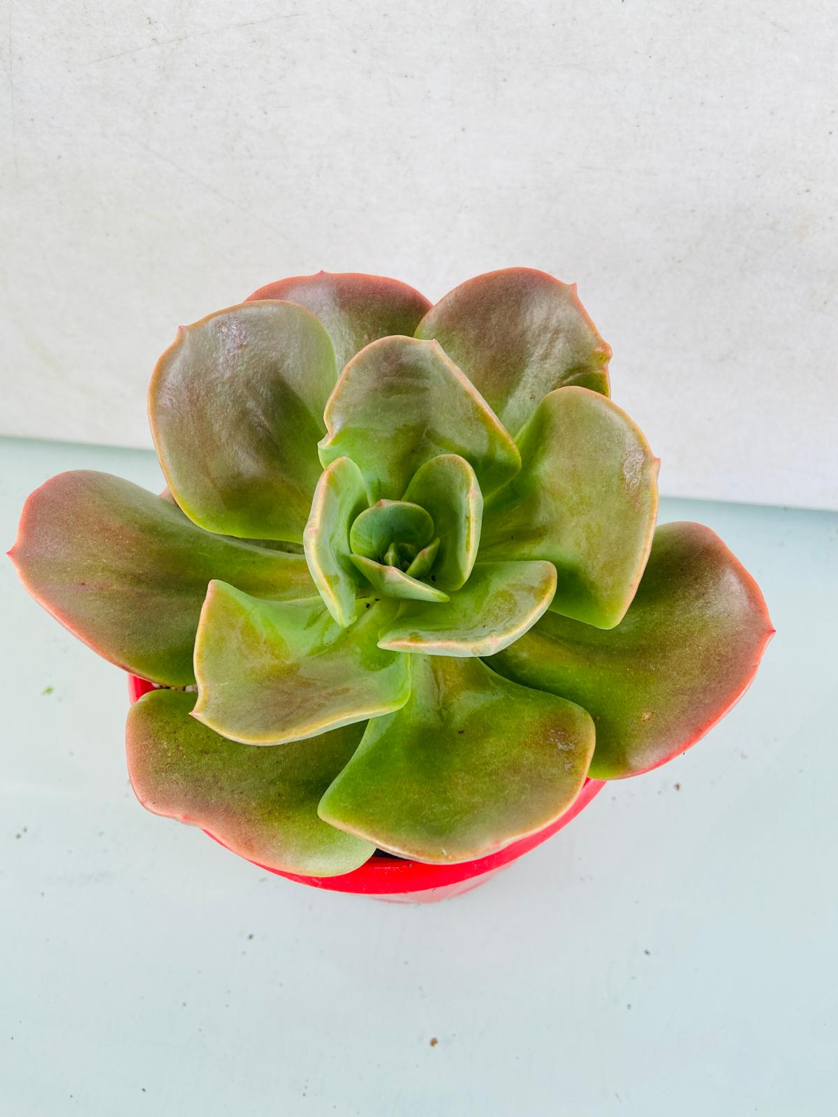 Echeveria Blue Metal