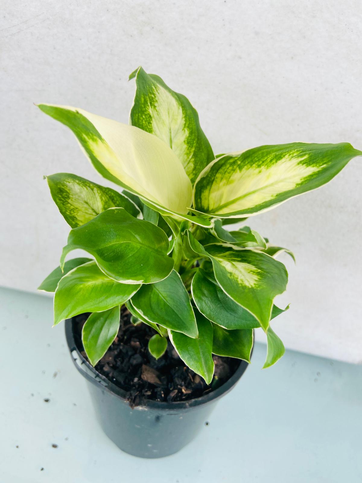 splash dieffenbachia Dieffenbachia Camille 100mm – Succulents World