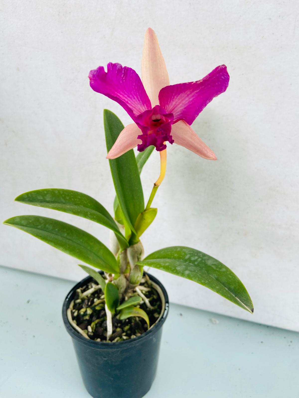 Rth. Bliss Topaz 100mm