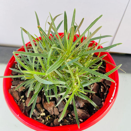 Pachypodium Yellow Gracilis  130mm