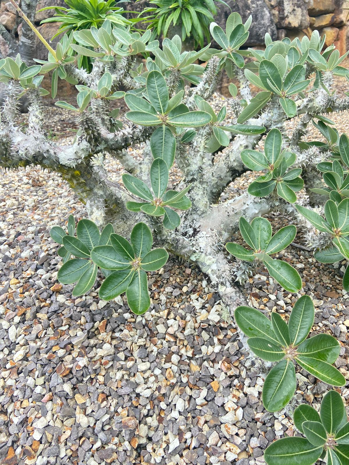 Pachypodium Densiflorum 130mm