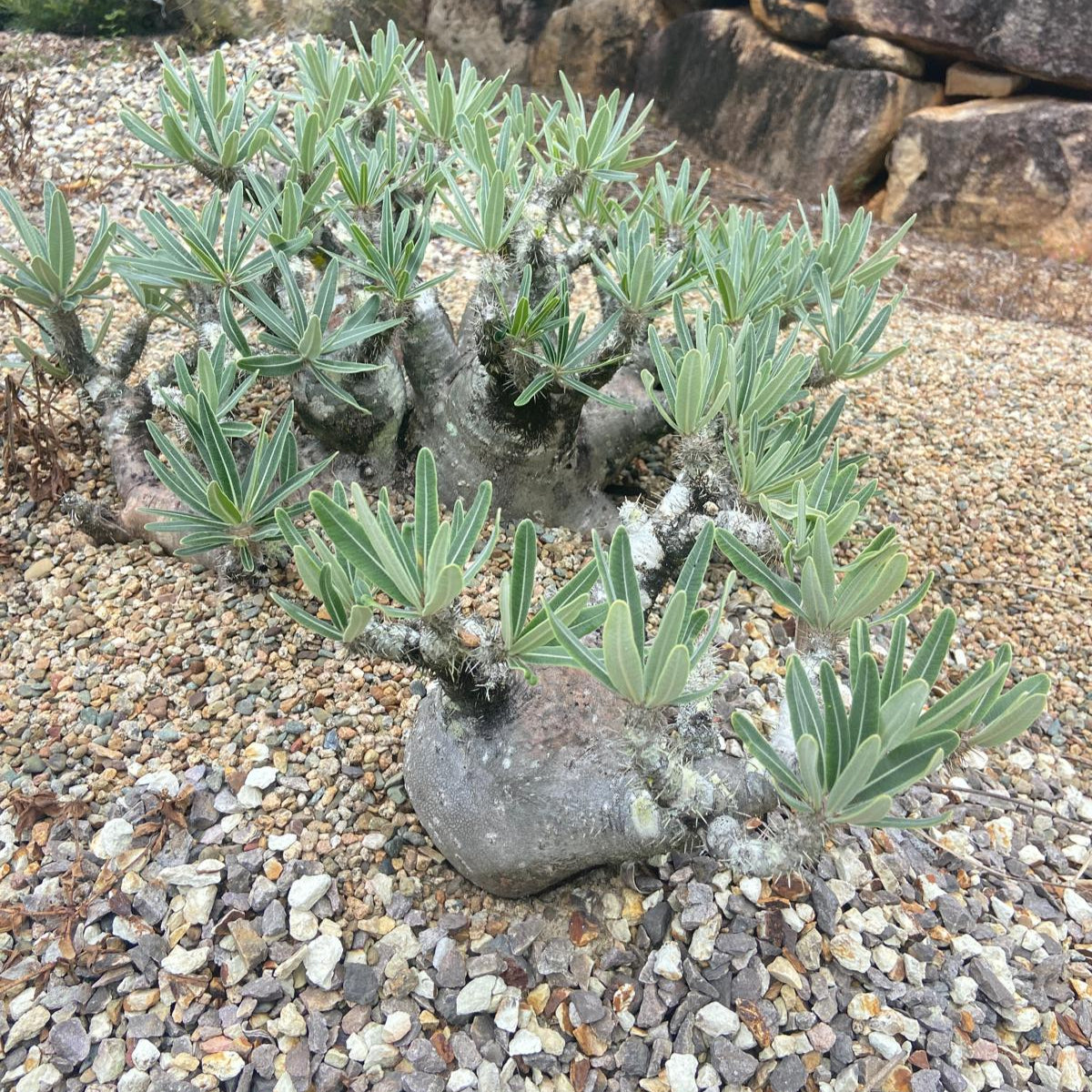 Pachypodium Densiflorum 130mm