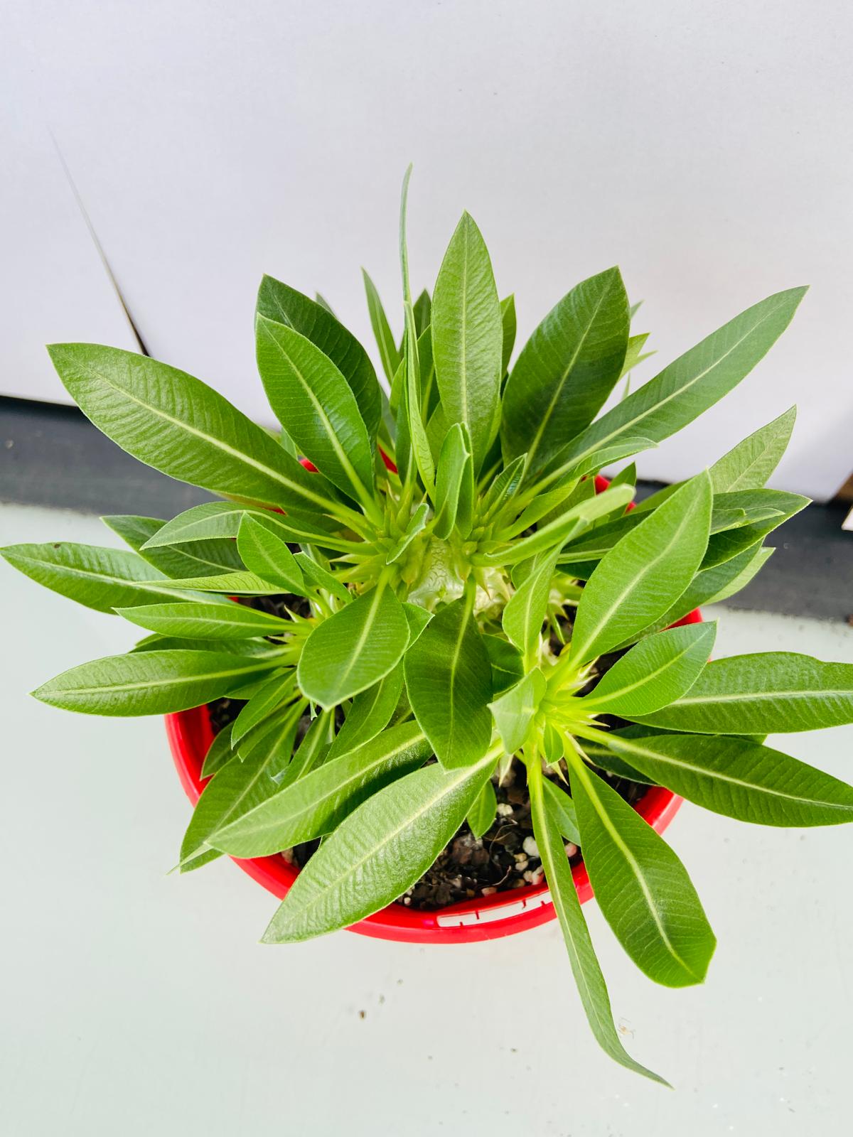 Pachypodium Densiflorum 130mm