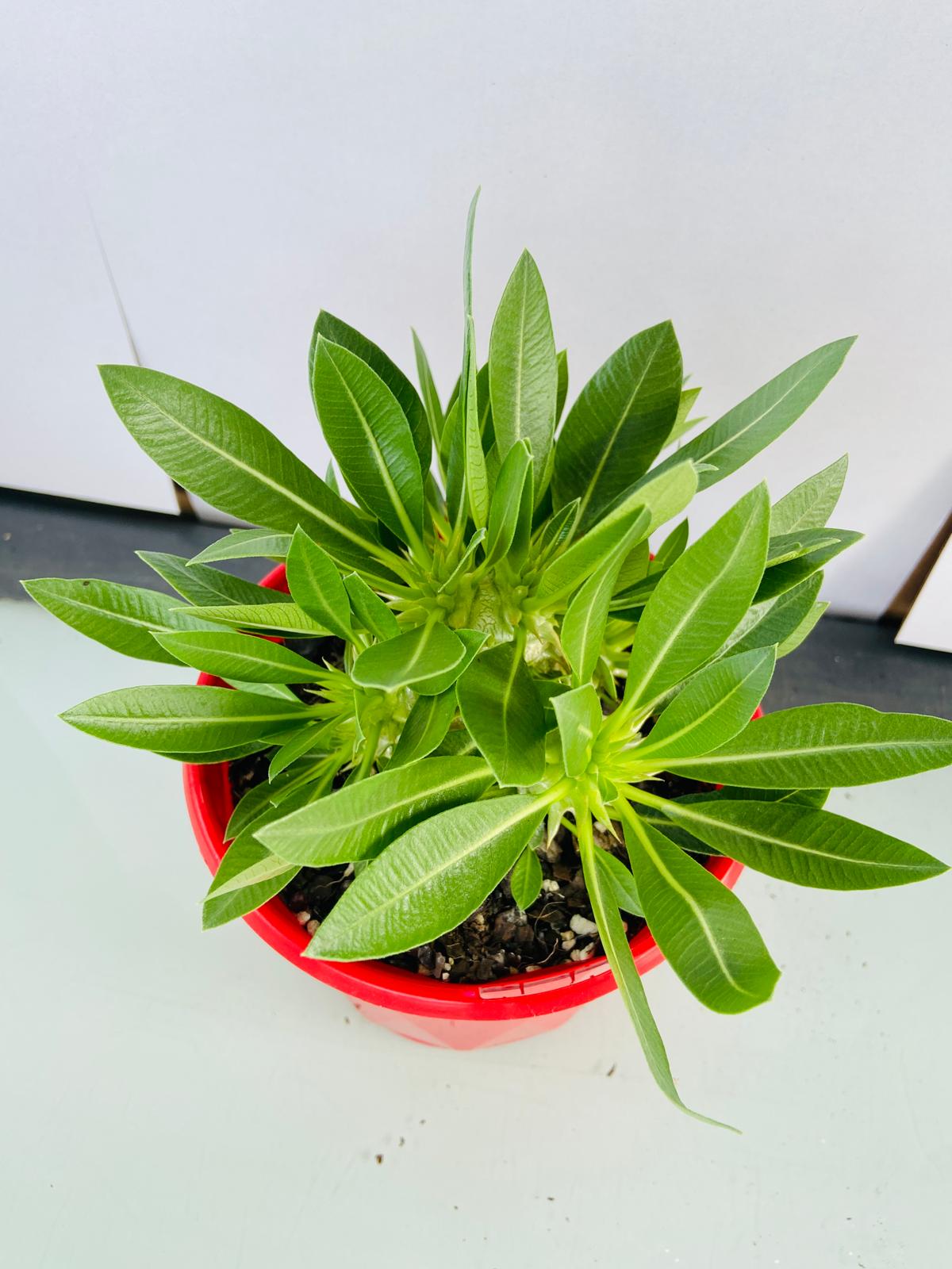 Pachypodium Densiflorum 130mm