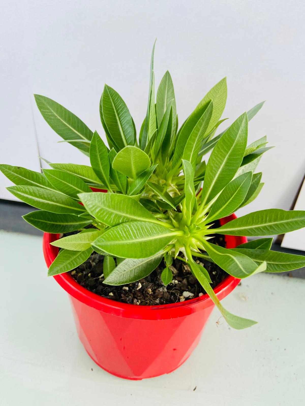 Pachypodium Densiflorum 130mm