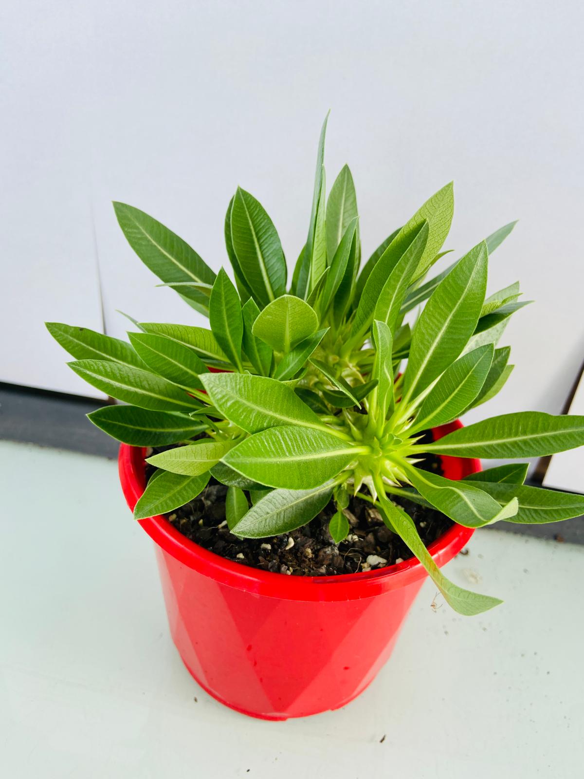 Pachypodium Densiflorum 130mm