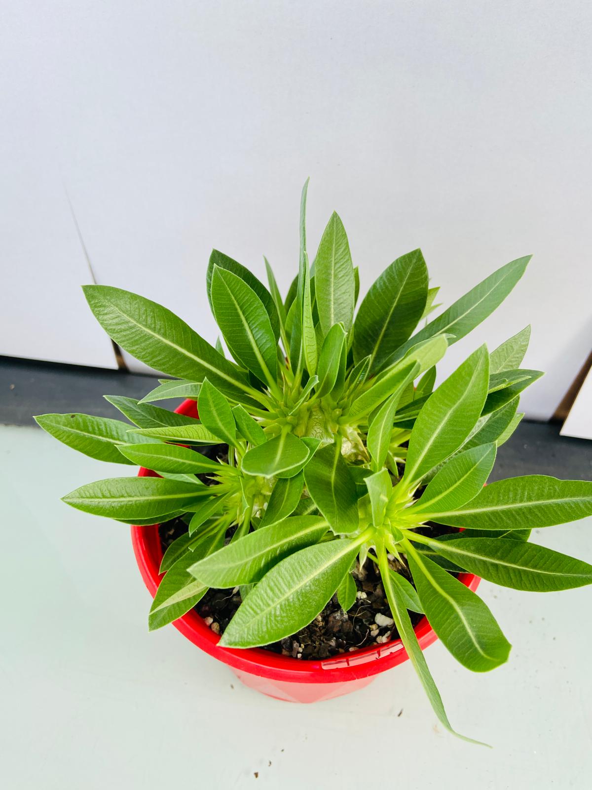 Pachypodium Densiflorum 130mm