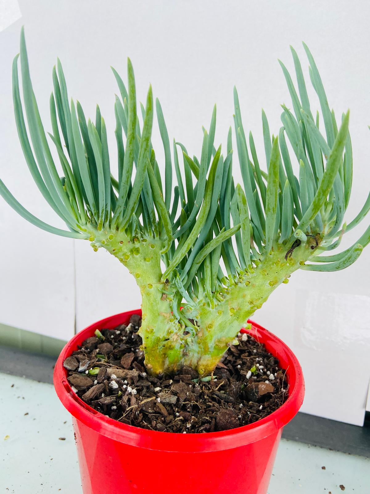 Mermaid Tail : Crested Senecio Talinoides - Narrow Leaf Chalk Stick #101