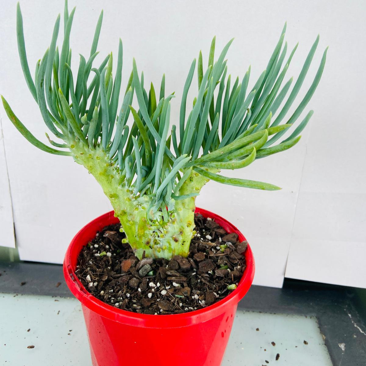 Mermaid Tail : Crested Senecio Talinoides - Narrow Leaf Chalk Stick #101