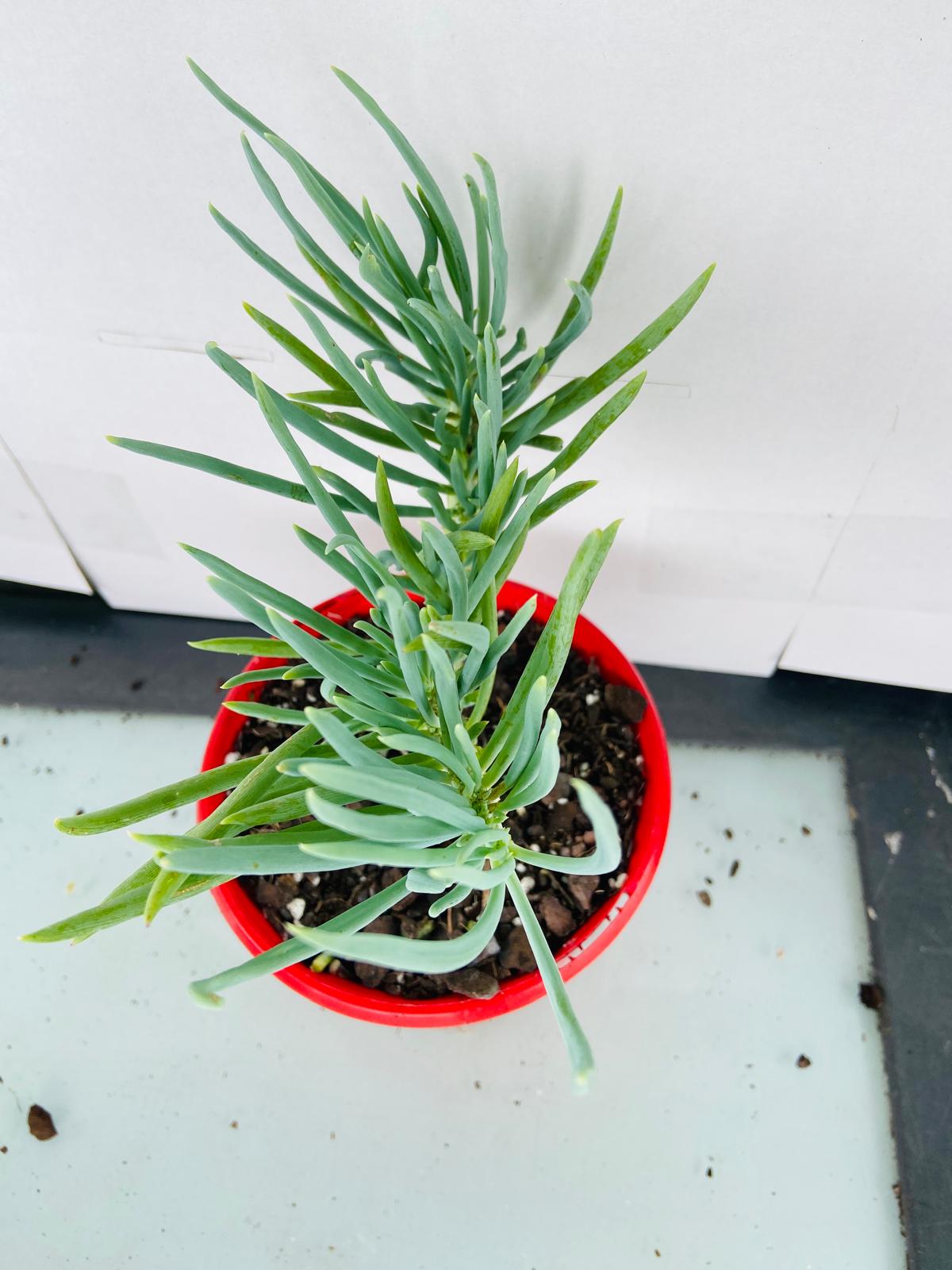 Mermaid Tail : Crested Senecio Talinoides - Narrow Leaf Chalk Stick #101