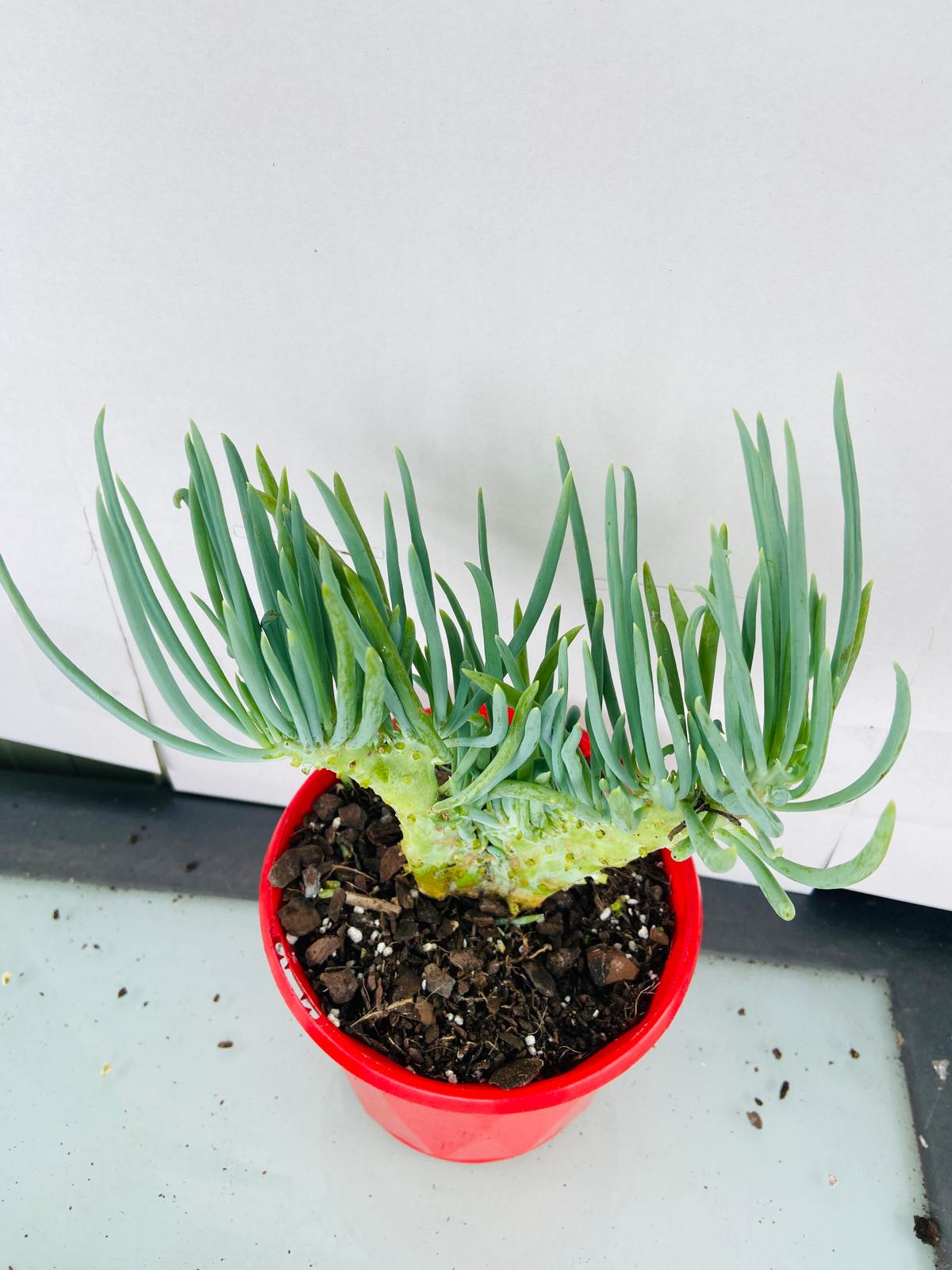 Mermaid Tail : Crested Senecio Talinoides - Narrow Leaf Chalk Stick #101