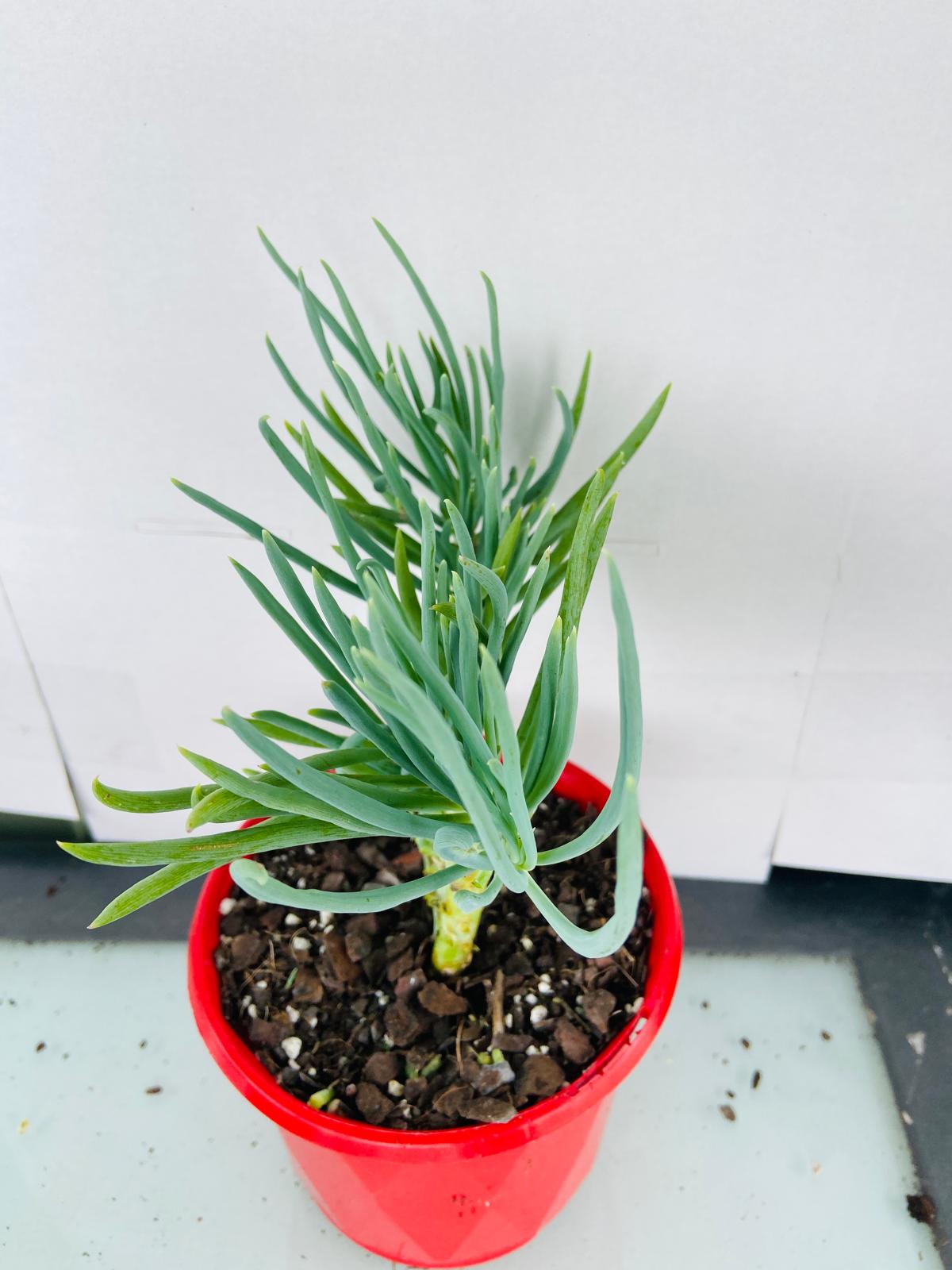 Mermaid Tail : Crested Senecio Talinoides - Narrow Leaf Chalk Stick #101