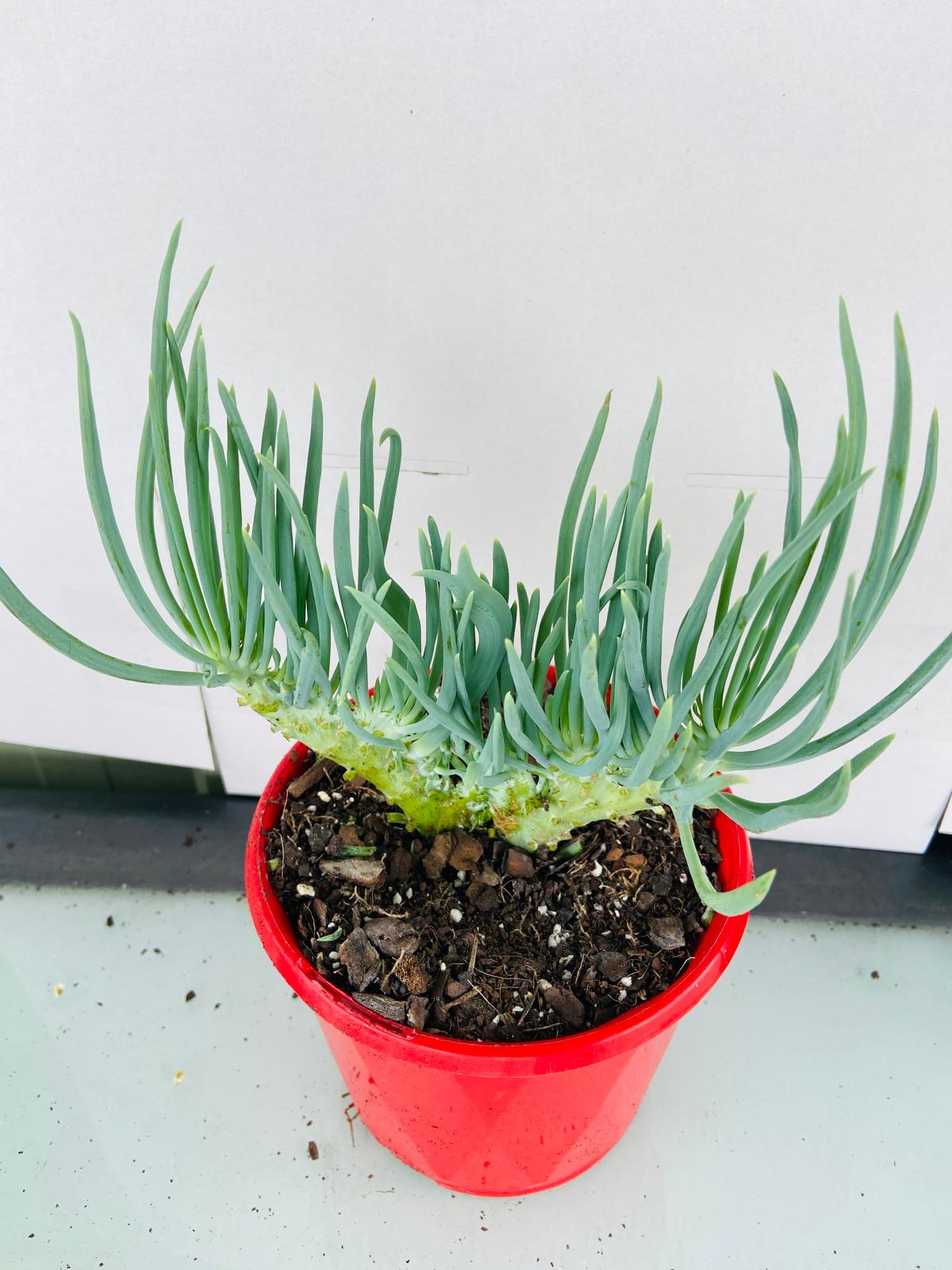 Mermaid Tail : Crested Senecio Talinoides - Narrow Leaf Chalk Stick #102