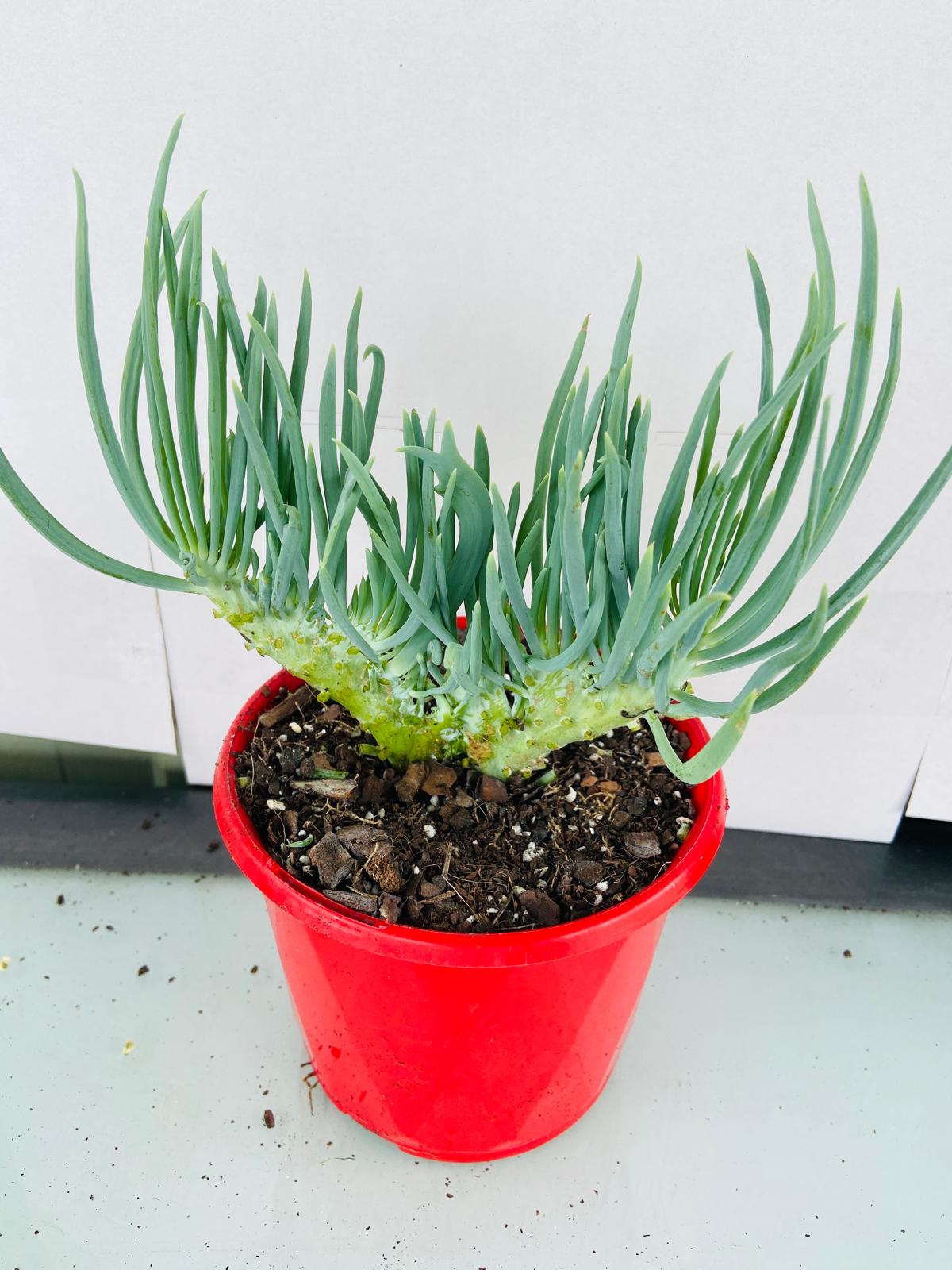 Mermaid Tail : Crested Senecio Talinoides - Narrow Leaf Chalk Stick #102