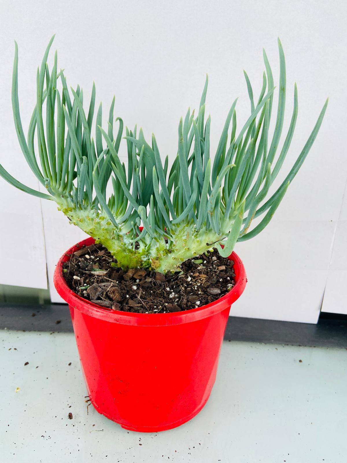 Mermaid Tail : Crested Senecio Talinoides - Narrow Leaf Chalk Stick #102