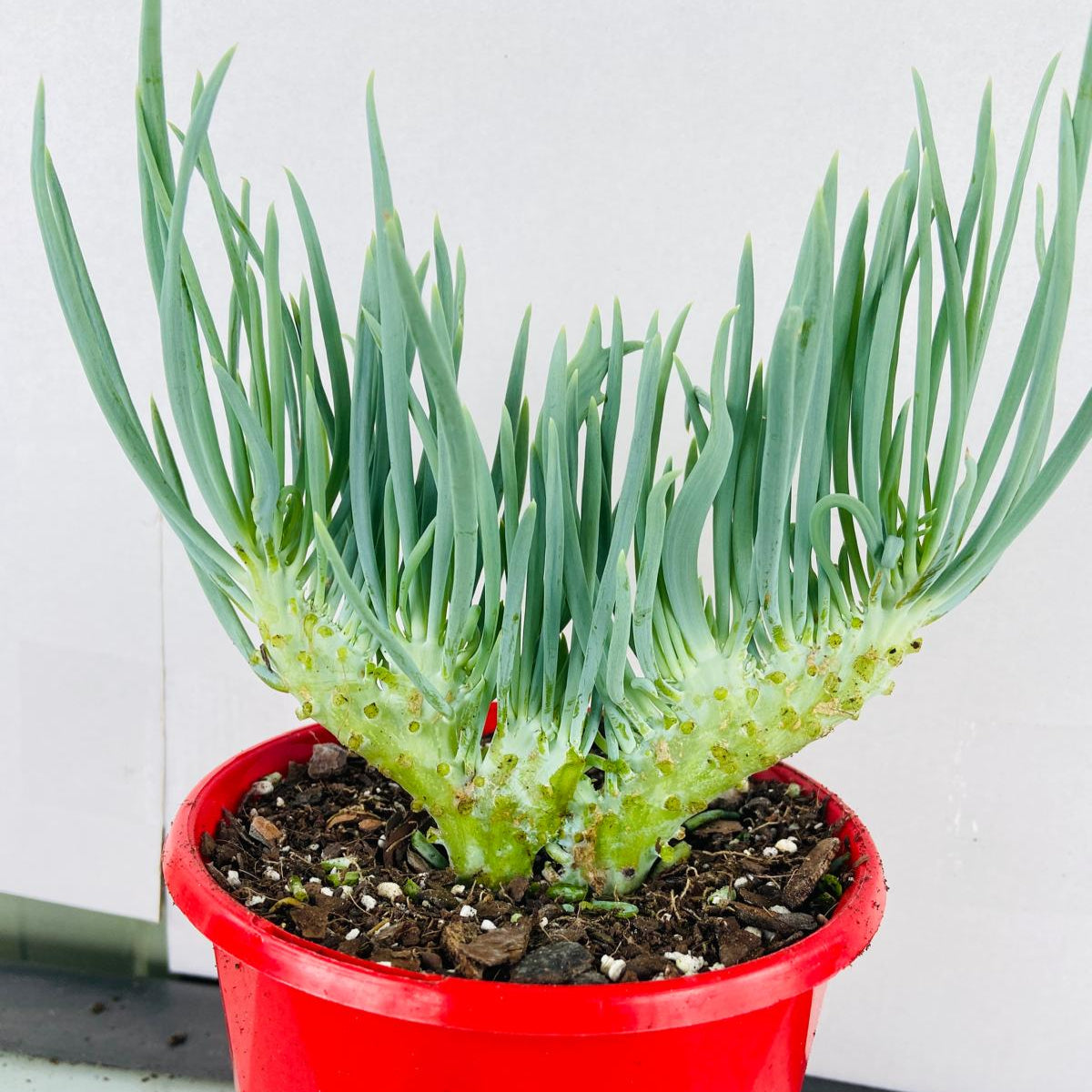 Mermaid Tail : Crested Senecio Talinoides - Narrow Leaf Chalk Stick #102