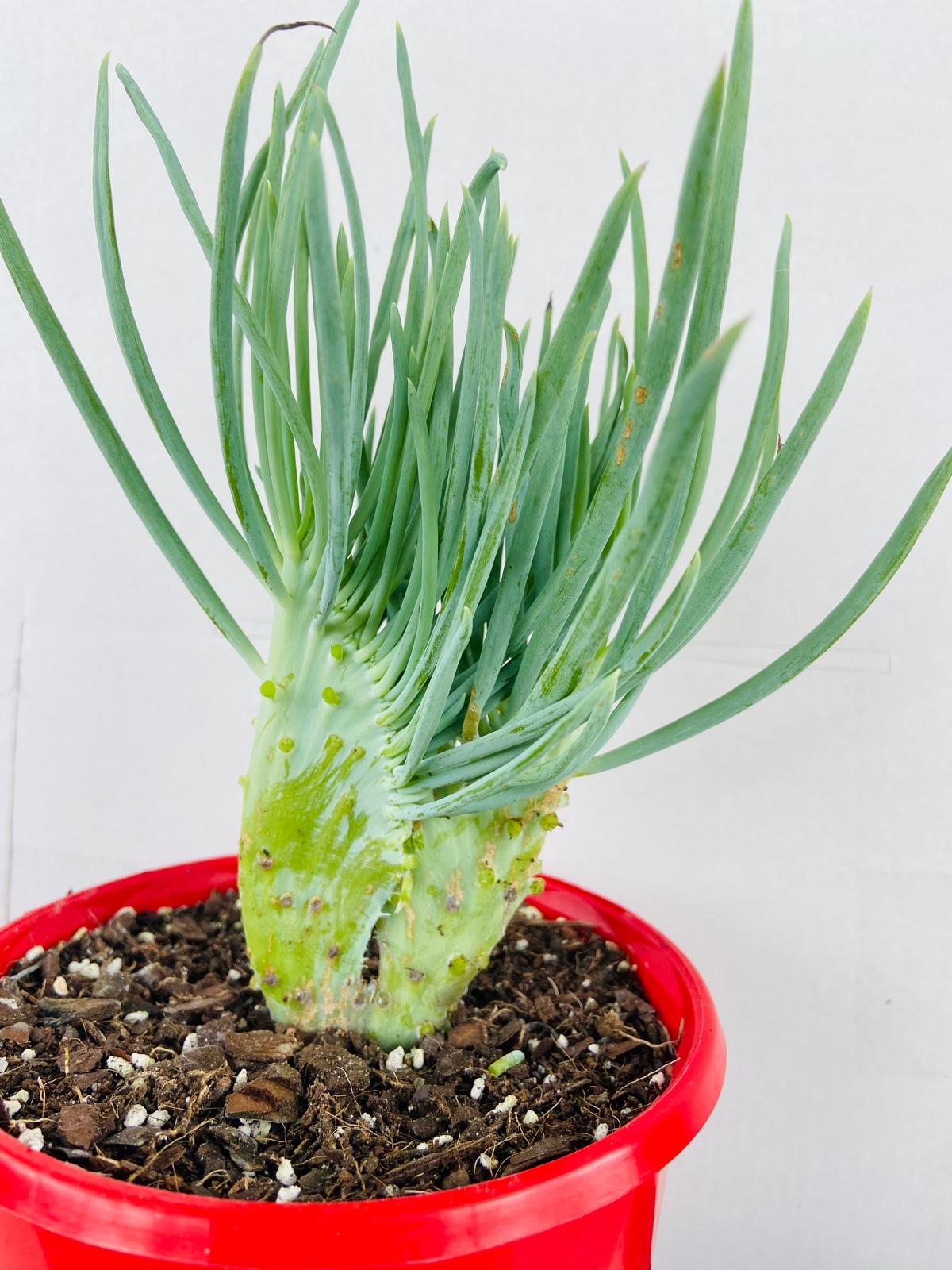 Mermaid Tail : Crested Senecio Talinoides - Narrow Leaf Chalk Stick #104
