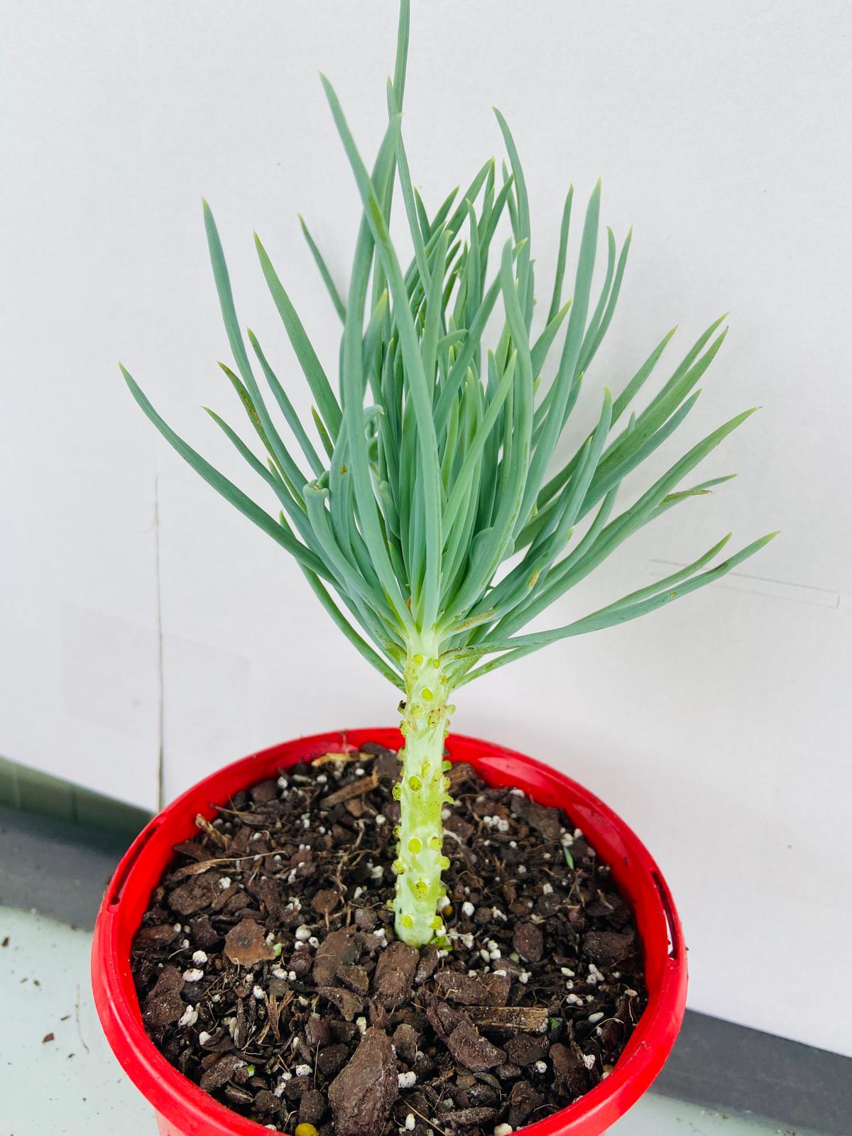Mermaid Tail : Crested Senecio Talinoides - Narrow Leaf Chalk Stick #105