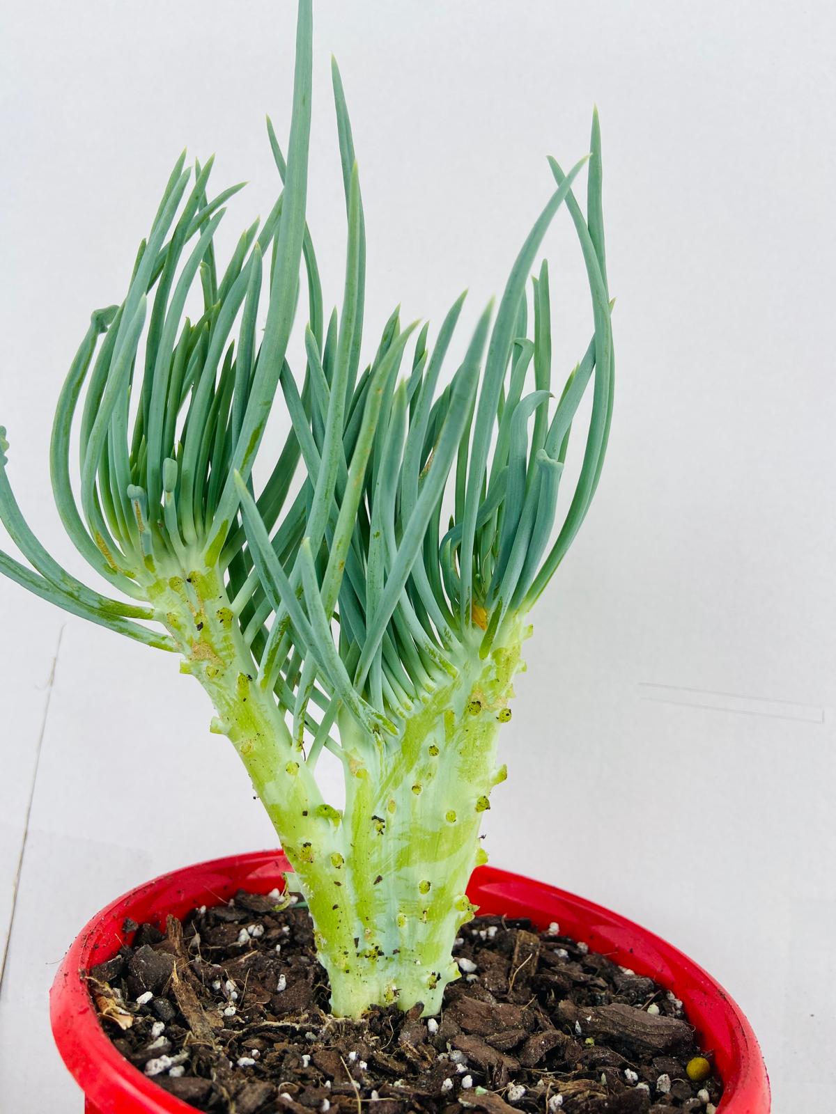 Mermaid Tail : Crested Senecio Talinoides - Narrow Leaf Chalk Stick #105